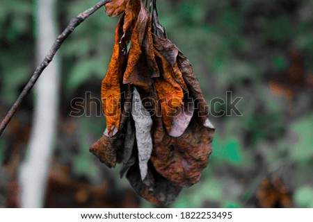 Colorful Dry Leafs In The Fall