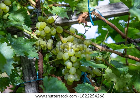 A bunch of ripe green grapes in the garden.