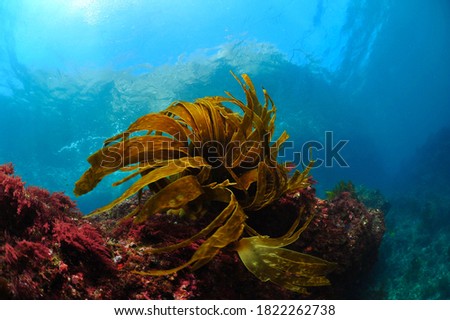 Under water kelp forest photo