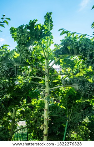 Picture of growing kale bush.