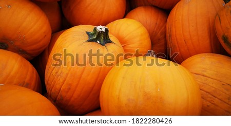 fresh orange pumpkins in a group