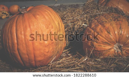 Pumpkin in the hay,decorations for the halloween party.