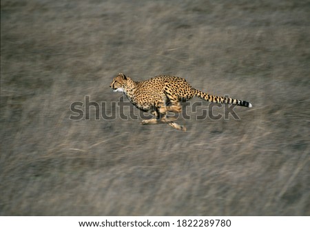 Cheetah running against blurred grey background