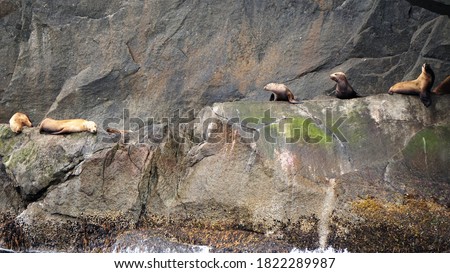 Wildlife in Kenai Fjords National Park