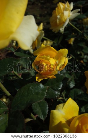 Yellow Flower of Rose 'Pfalzer Gold' in Full Bloom
