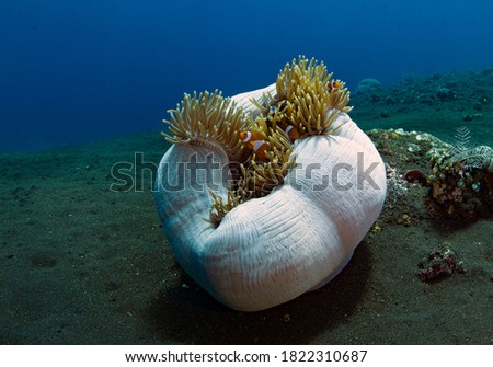 Western Anemonefish - Amphiprion ocellaris in anemone. Underwater world of Tulamben, Bali, Indonesia.