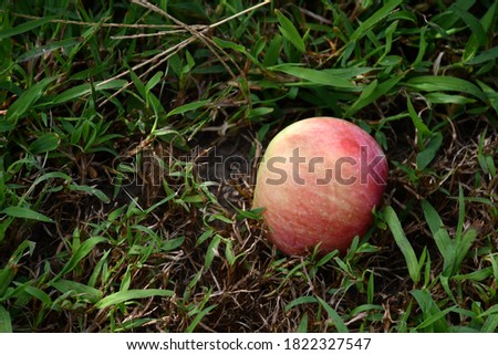 A red apple on the ground. Picture taken in St. Charles, Missouri.