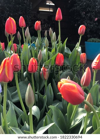 Red tulips at the garden