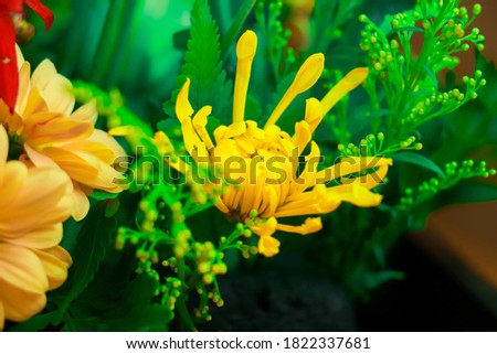 A yellow color Chrysanthemum and green color leaf background