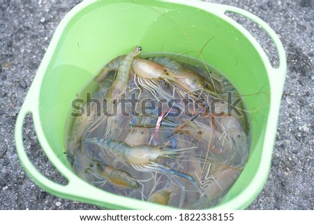 
Take pictures of river prawns in plastic buckets that can be dropped in Chiang Rai, Thailand.