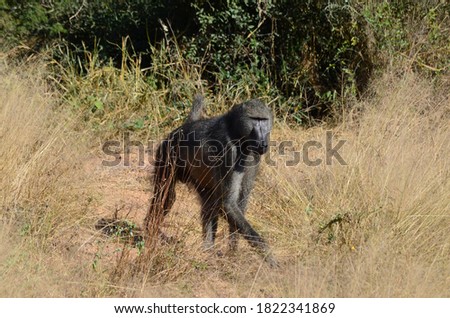 South African Chacma Baboon Species