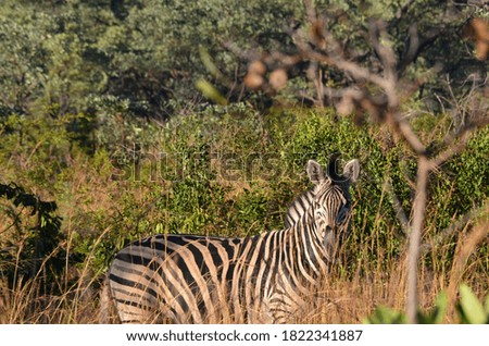 South African Zebra in Kruger
