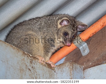 A young Common Brushtail Possum descending form a cottage roof in  south-western Australia.