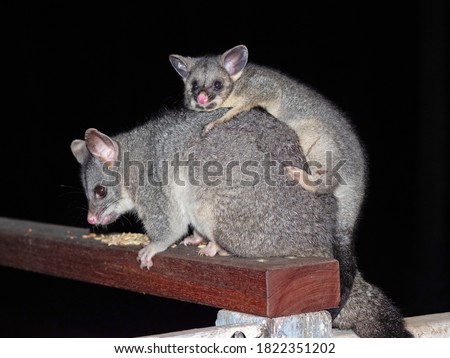 A young Common Brushtail Possum riding on its mother's back.