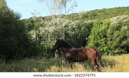 Horse posing for a photographer in nature