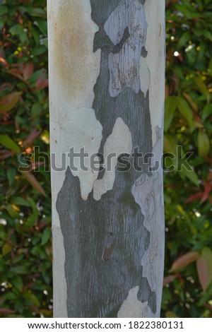 Close up view of tree trunk texture with skin damaged. image may contain noise or grainy.