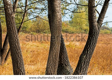 Tree trunks on an autumn day. A beautiful texture