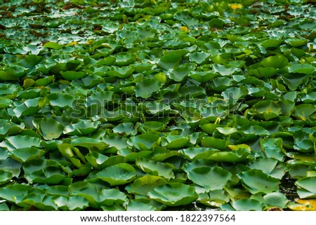 Green lotus lily flower leaf floating at the water