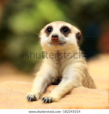 Meerkat in open zoo of Thailand (selective Focus)