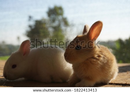 cute and lovely little rabbit