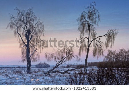Winter northern landscape. Trees and bushes of the floodplain forest in the tundra. White partridges in the snow. Cold short winter day in the Arctic. Wildlife of Chukotka and polar Siberia. Russia.
