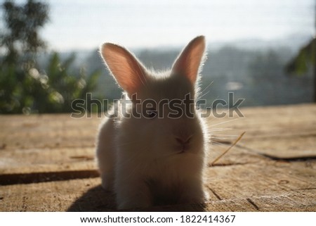 cute and lovely little rabbit