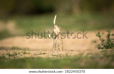 ground squirrel eats grains of ear of corn, the best photo