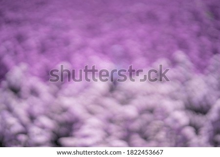 Blurred purple flower garden background.