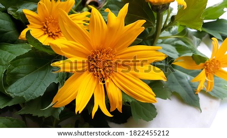 Yellow Wild Sunflowers On White Color Background Stock Photo