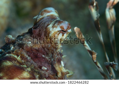 Octopus , red sea reef , eilat