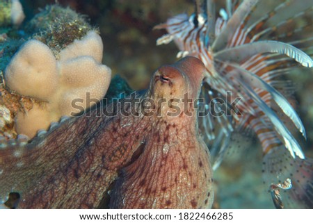 Octopus , red sea reef , eilat