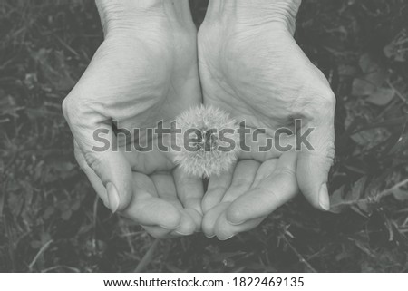 black and white picture of dandelion