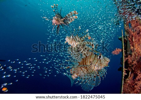 Lion fish lurking in the reefs of the red sea