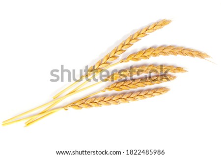 a bright closeup of a bunch of golden ripe dinkel hulled wheat Spelt Spelt (Triticum spelta dicoccum) rye grain relict crop health food ready for harvest isolated on white Royalty-Free Stock Photo #1822485986