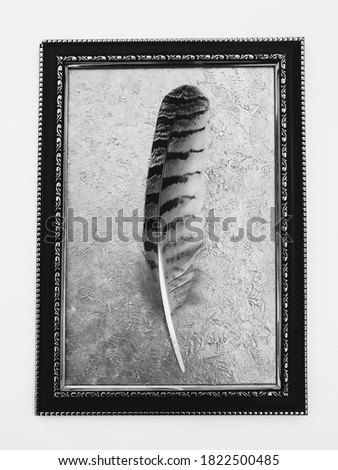 Feather texture background, layout for text. Beautiful magic background of natural objects, an unusual combination. Present the feather of a hawk and the picture of retro frame on white background