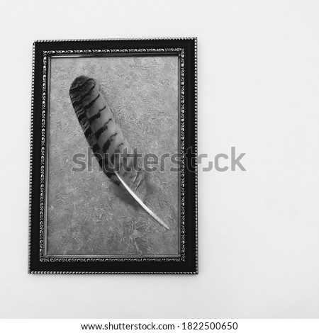 Feather texture background, layout for text. Beautiful magic background of natural objects, an unusual combination. Present the feather of a hawk and the picture of retro frame on white background