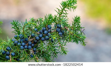 CLoseup Common Juniper branch with fresh blue berries Royalty-Free Stock Photo #1822502414