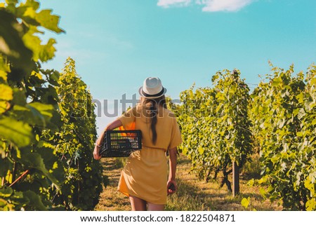 Harvest moment. Girl harvesting in the vineyard. 