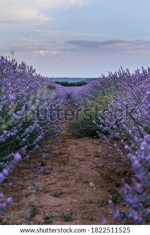 Beautiful landscape of blooming lavender field in sunrise. Nature. Brihuega, Spain, Europe.