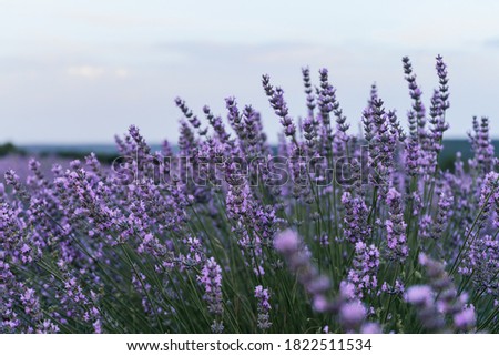 beautiful closeup from a blooming lavender plant during the sunrise. Nature. Brihuega, Spain, Europe.