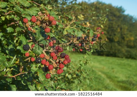 Wild Blackberries growing in the hedgerows in the Woolley Valley, an Area of Outstanding Natural Beauty in the Cotswolds on the outskirts of Bath, England, United Kingdom Royalty-Free Stock Photo #1822516484
