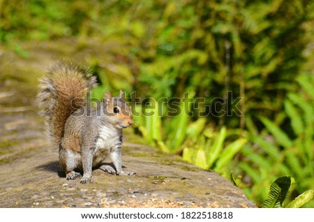 A baby grey squirrel standing strong 