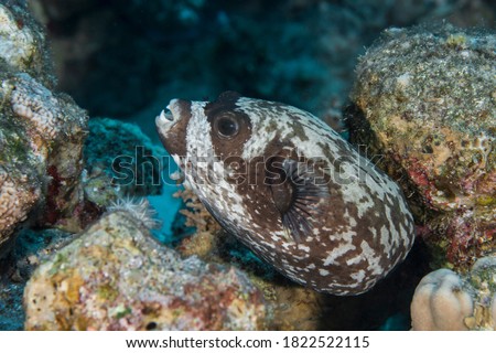 Tiger snake eel head shot from the red sea reefs
