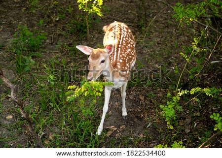 young deer in the city zoo