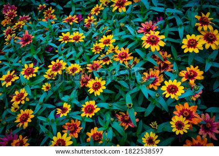 Background of yellow and red flowers bed in the Arboretum botanical garden in Lexington, Kentucky USA