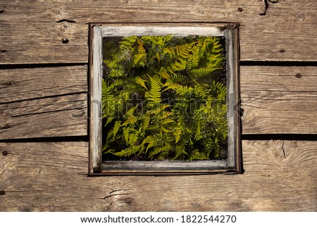 A fern can be seen in the window of the wooden floor. A green fern is visible in the window.