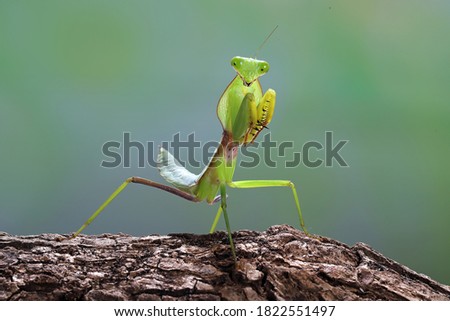 Close up photo of a Green praying mantis (Mantis religiosa) Royalty-Free Stock Photo #1822551497