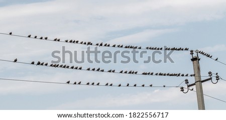 Starling birds sit on electric wires against the background of the sky.
