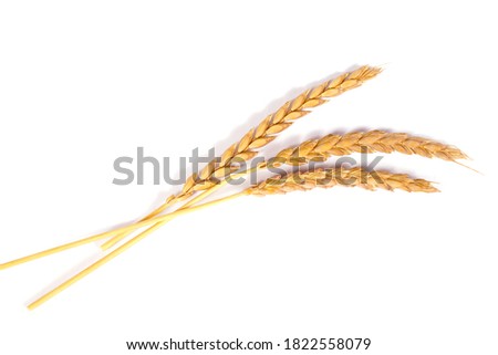 a bright closeup of a bunch of golden ripe dinkel hulled wheat Spelt Spelt (Triticum spelta dicoccum) rye grain relict crop health food ready for harvest isolated on white Royalty-Free Stock Photo #1822558079