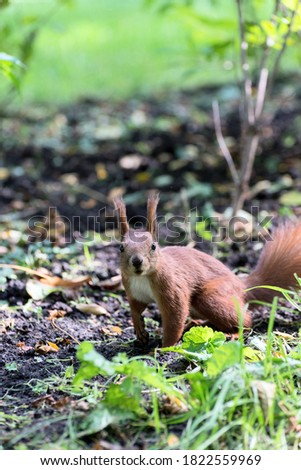 Beautiful Red fluffy squirrel eating big walnut in the autumn forest. Curious squirrel portrait